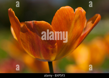 Vergissmeinnicht und orange Tulpen in Golders Hill Park Garden in London. Stockfoto