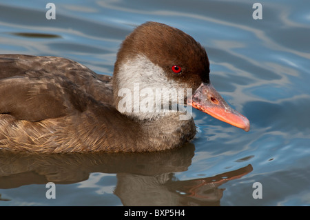 Rote Haubenpochard Nahaufnahme, Gloucester, Großbritannien Stockfoto