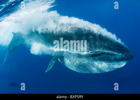 Bryde Wal, Balaenoptera Brydei oder Balaenoptera Edeni, Fütterung auf Sardinen, Baja California, Mexiko (Ostpazifik) Stockfoto