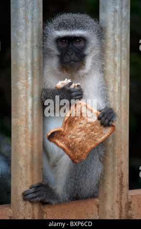 Vervet Affe (Chlorocebus Pygerythrus) Essen gestohlenen Toast in Durban, KwaZulu-Natal Stockfoto