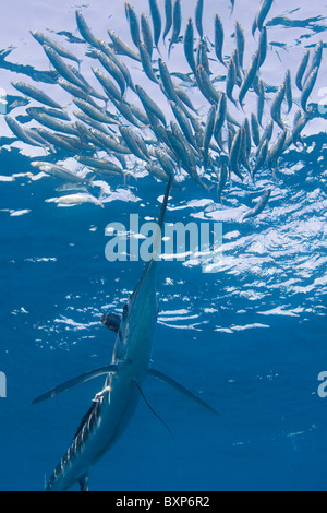 gestreifter Marlin, Tetrapturus Audax, Fütterung auf Baitball Sardinen oder Sardellen, Sardinops Sagax of Baja California, Mexiko Stockfoto