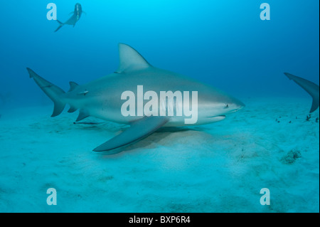 Bull Shark, Carcharhinus Leucas, Weiblich, mit Schiffshaltern oder Sharksuckers, Echeneis Naucrates, Playa del Carmen, Mexiko (Karibik) Stockfoto