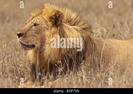 Stock Foto-Profil eines männlichen Löwen im Gras Stockfoto