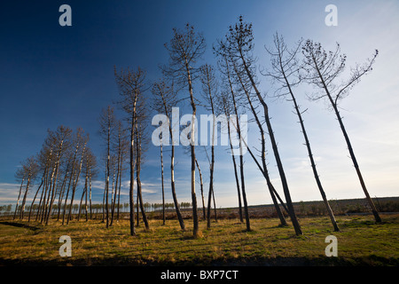 Tot Kiefern hinter Angriffen durch sechs-spined Graveur Käfer (Landes - Frankreich). Pins Morts Après Attaque Par des Scolytes. Stockfoto