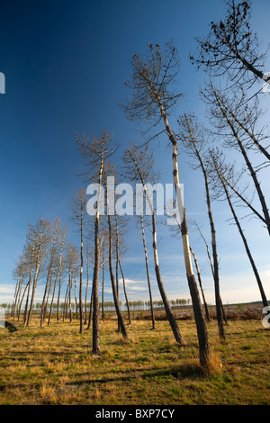 Tot Kiefern hinter Angriffen durch sechs-spined Graveur Käfer (Landes - Frankreich). Pins Morts Après Attaque Par des Scolytes. Stockfoto