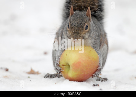 Graue Eichhörnchen Essen eines Apfels im Schnee Stockfoto