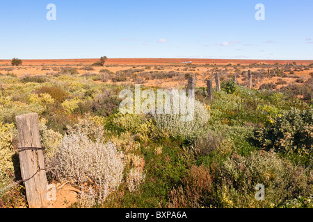 Ein Patch von Grün in der roten Wüste am Abstellgleis Beresford, Old Ghan Railway, Oodnadatta Track, South Australia Stockfoto