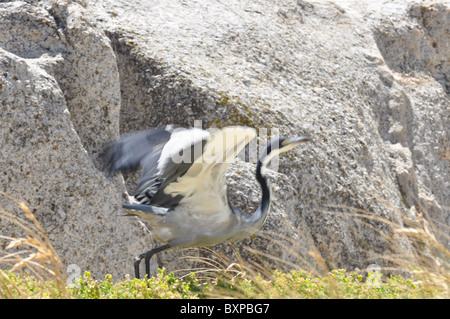 Black-headed Heron am Boulders Beach, Western Cape, Südafrika Stockfoto