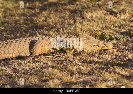 Gut gefüttert, aber dennoch ein beängstigend Krokodil im Schotia Private Game Reserve, Südafrika Stockfoto