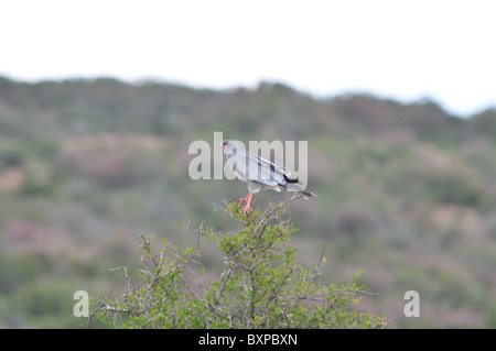 Eine südliche blass singen Goshawk hoch oben in einem Baum in Pilanesberg Game Reserve, Südafrika Stockfoto