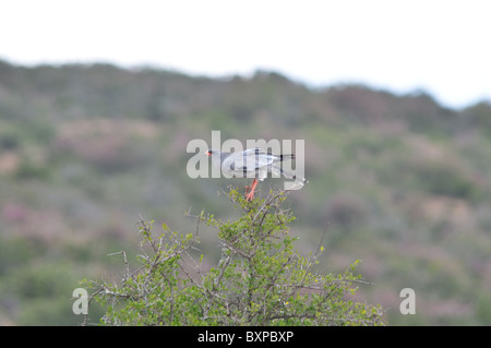Eine südliche blass singen Goshawk hoch oben in einem Baum in Pilanesberg Game Reserve, Südafrika Stockfoto