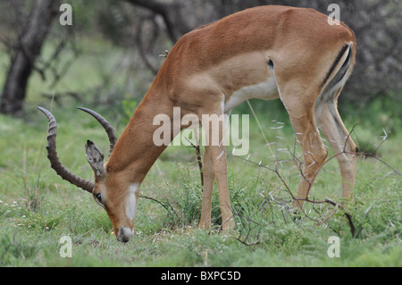 Porträt von einem Impala in Pilanesberg National Park, Südafrika Stockfoto