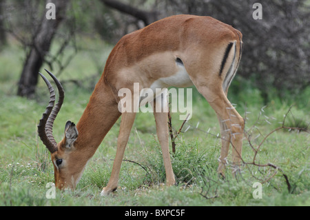 Porträt von einem Impala in Pilanesberg National Park, Südafrika Stockfoto