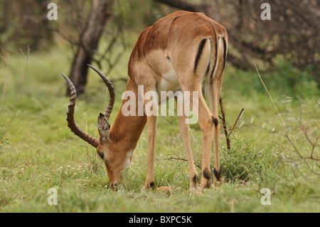 Porträt von einem Impala in Pilanesberg National Park, Südafrika Stockfoto