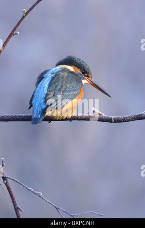 Eisvogel (Alcedo atthis) erwachsenen Weiblich, sitzend auf frosted Zweig, Winter, Yorkshire, England Stockfoto