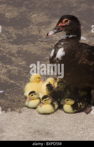 Ente-Mutter mit ihren Babys Stockfoto