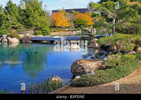 Enten auf ruhigen Koi-Teich auf dem Japanese Friendship Garden in Phoenix, Arizona im Herbst sitzen Stockfoto