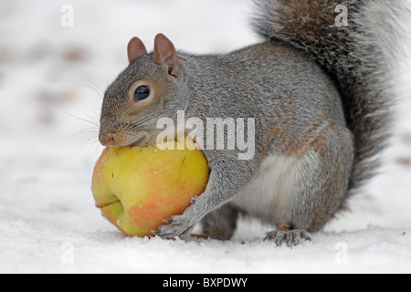 Graue Eichhörnchen Essen Larges Apfel im Winter im Schnee Stockfoto