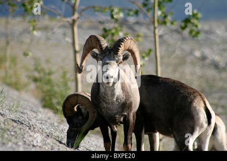 Dall Schafe Bull Stockfoto