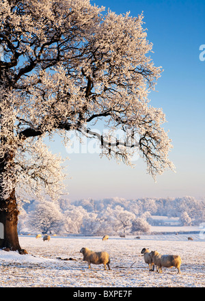 Schafe und ein Raureif bedeckt Baum in einem schneebedeckten Feld, Winter, Schottland. Stockfoto