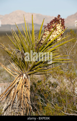 Mojave Yucca (Yucca Schidigera) in voller Blüte Stockfoto