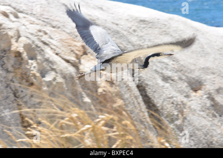 Black-headed Heron am Boulders Beach, Western Cape, Südafrika Stockfoto