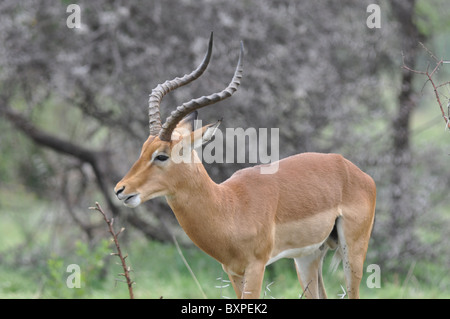 Porträt von einem Impala in Pilanesberg National Park, Südafrika Stockfoto