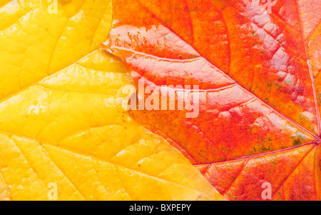 Nahaufnahme von Ahornblätter (Acer Platanoides) zeigen im Herbst Färbung. Stockfoto