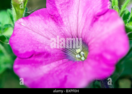 Petunien Blütenstand, Nahaufnahme. Stockfoto
