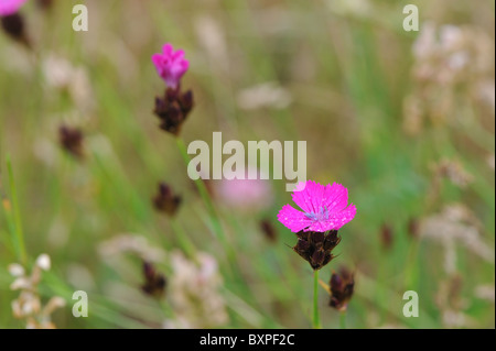 Clusterhead Pink - Kartäuser Pink (Dianthus Carthusianorum) Blüte im Sommer mit Regentropfen bedeckt Stockfoto