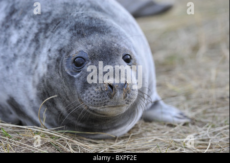 Grey seal (Halychoerus Grypus - Halichoerus Grypus) close-up eines jungen Hundes ruht auf den Dünen im Winter - Lincolnshire - England Stockfoto