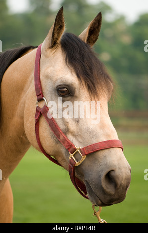 Alert Buckskin Quarter Horse vor direkt mit roten Halfter, Porträt, Kopf geschossen Stockfoto