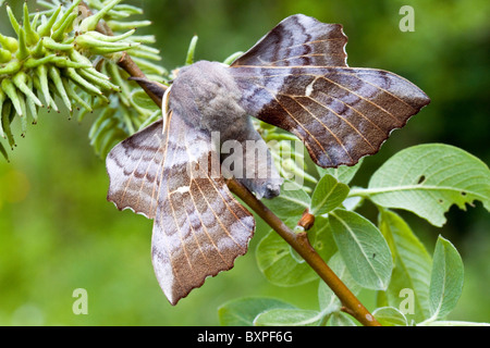 Pappel Hawkmoth (Laothoe Populi) auf Weide Stockfoto