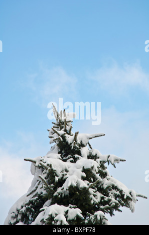 Kiefer, beladen mit Schnee unter einem hellen, sonnigen Himmel Stockfoto