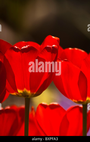 Nahaufnahme von roten Tulpen Stockfoto