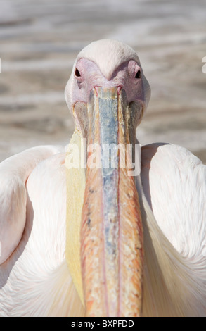 Petros der Pelikan auf der Insel Mykonos, Griechenland Stockfoto