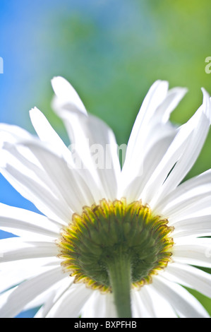 Fehler-Blick auf eine Shasta Daisy, Chrysantheme maximale (Asteraceae) Stockfoto