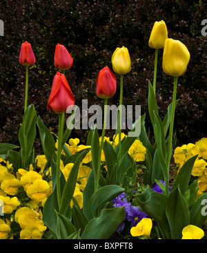 Nahaufnahme des farbenfrohen Frühlingsgartens und der Stiefmütterchen in einer Blumenzwiebelgartengrenze in New Jersey, USA, Tulipa-Grenze Stockfoto