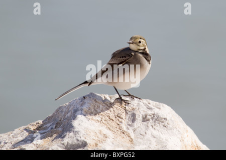 Eine Bachstelze (Motacilla Alba) oben auf einem Stein sitzend Stockfoto