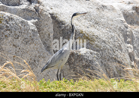 Black-headed Heron am Boulders Beach, Western Cape, Südafrika Stockfoto