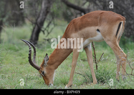 Porträt von einem Impala in Pilanesberg National Park, Südafrika Stockfoto