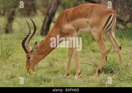 Porträt von einem Impala in Pilanesberg National Park, Südafrika Stockfoto