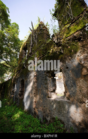 Zerstörten Mauern auf Bunce Island, Sierra Leone. Stockfoto