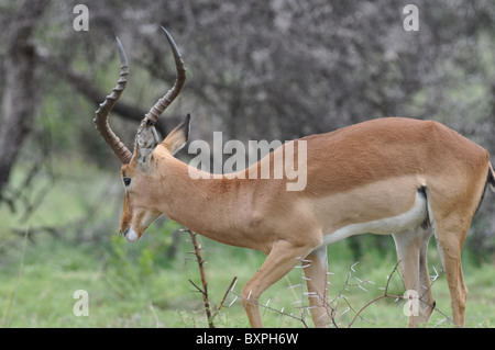 Porträt von einem Impala in Pilanesberg National Park, Südafrika Stockfoto