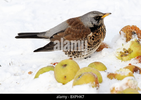 Wacholderdrossel, Turdus Pilaris, einziger Vogel auf Äpfel im Schnee, West Midlands, Dezember 2010 Stockfoto