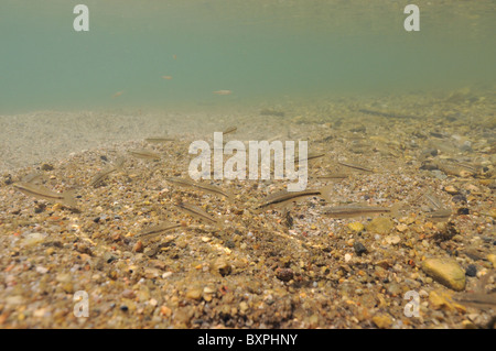 Eurasischer Minnow - gemeinsame Elritze (Phoxinus Phoxinus) in den Untiefen des Flusses Tarn in shoaling Sommer - Cevennen - Frankreich Stockfoto