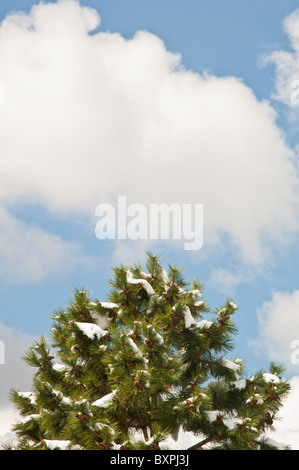 Kiefer, beladen mit Schnee unter einem hellen, sonnigen Himmel Stockfoto