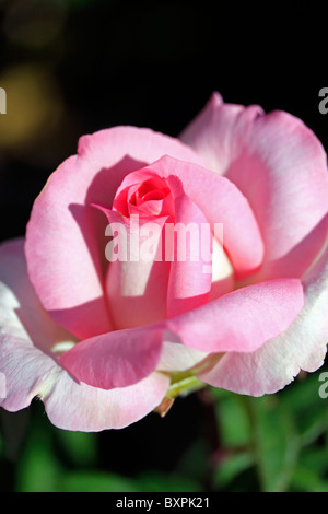 Rosa Rose in voller Blüte. Stockfoto