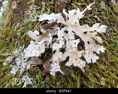 Flechten auf eine native New Zealand Buche, umgeben von Moos wächst. Stockfoto