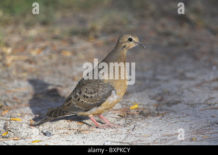 Mourning Dove Zenaida macroura Stockfoto